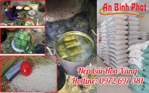 gạo nếp cái hoa vàng
