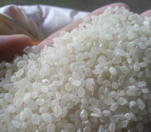 thông tin về gạo japonica