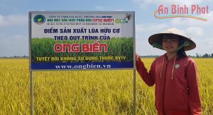gạo hữu cơ ong biển